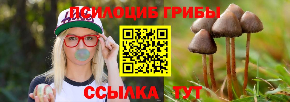 Галлюциногенные грибы Psilocybe Биробиджан